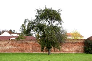 Celkovou kompozici nádherně doplňuji historické snímky a také kresby. Výstava je voňavá – aby ne! Je tu opravdové seno a sláma. Včetně nevymlácené s klasy – tu jsme sekali pro výstavu přímo na poli.