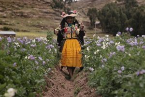 HD PERU - Candelaria Pacompia