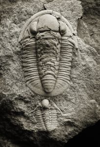 Zkamenělý trilobit