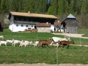Na pastvině